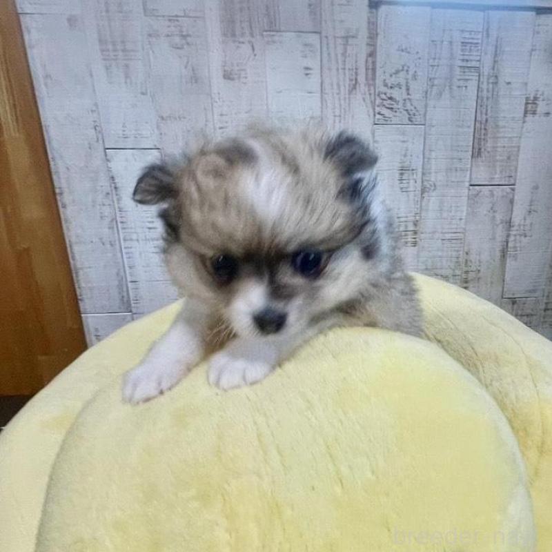 販売中の三重県のポメマル:ポメラニアン×マルチーズ-440264の1枚目