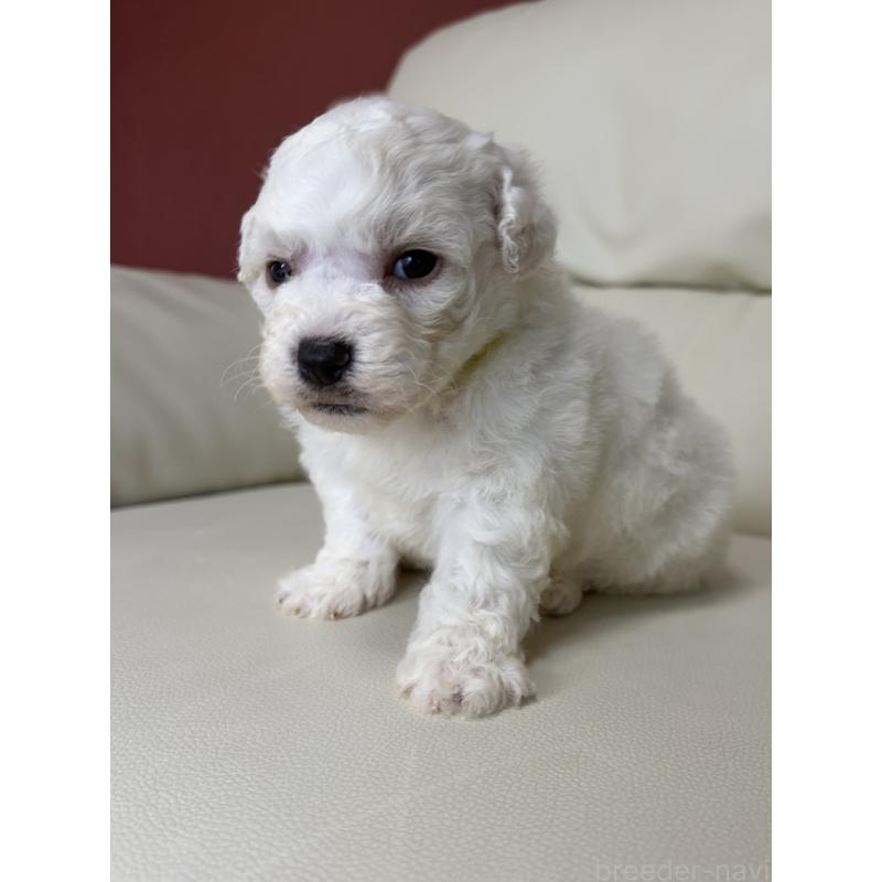 販売中の滋賀県のビションフリーゼ-440269の10枚目