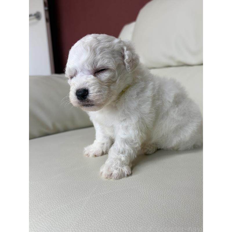 販売中の滋賀県のビションフリーゼ-440269の9枚目