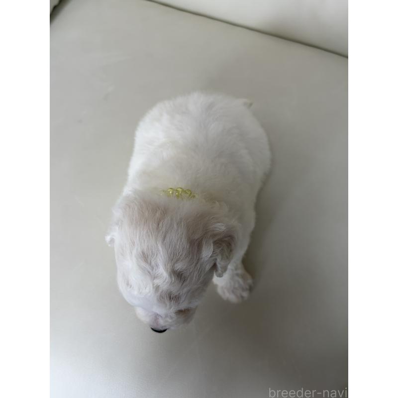 販売中の滋賀県のビションフリーゼ-440269の8枚目