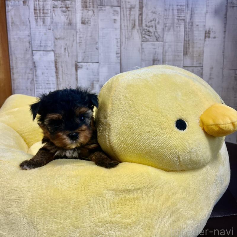 販売中の三重県のヨークシャーテリア-440266