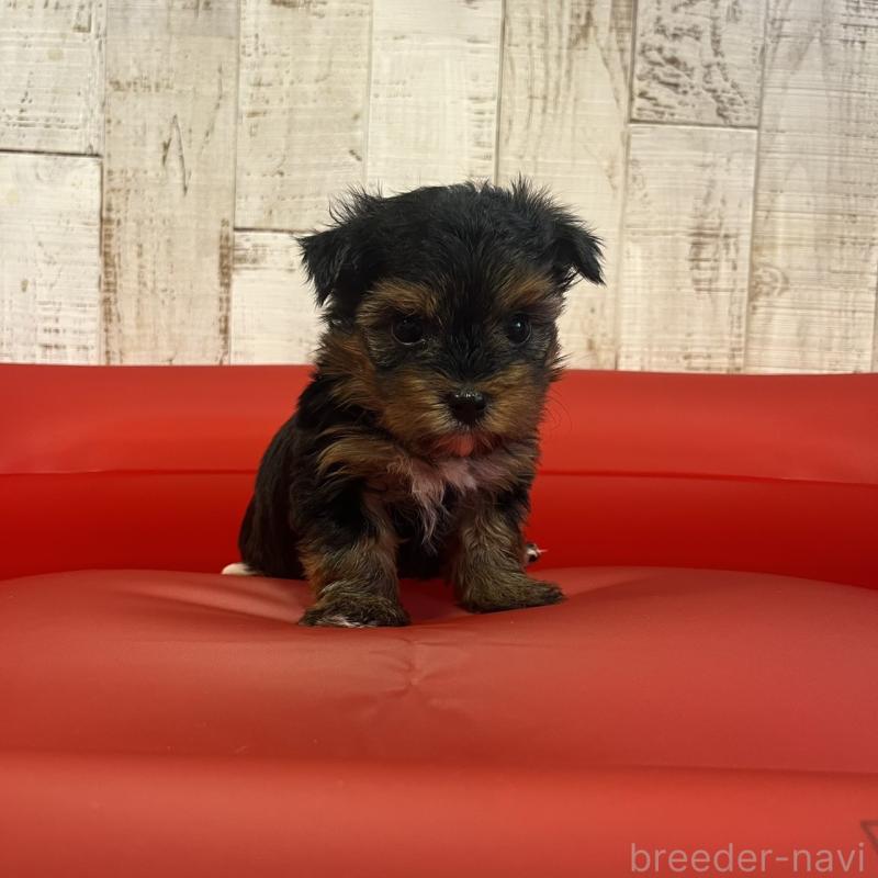 販売中の三重県のヨークシャーテリア-440266の5枚目