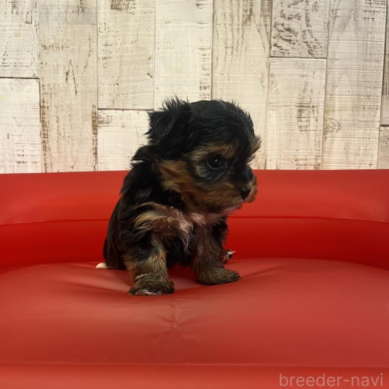 販売中の三重県のヨークシャーテリア-440266の4枚目