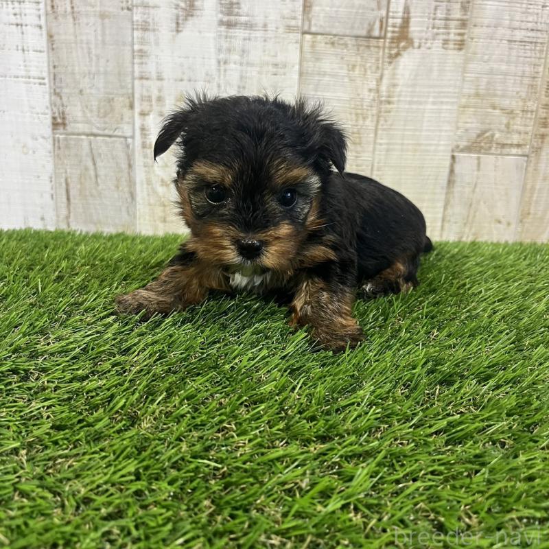 販売中の三重県のヨークシャーテリア-440266の3枚目