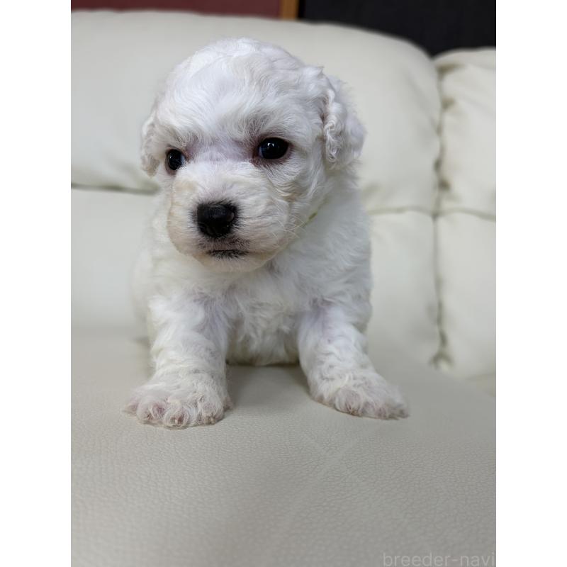 販売中の滋賀県のビションフリーゼ-440269の6枚目