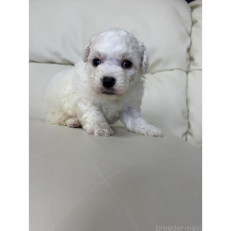 販売中の滋賀県のビションフリーゼ-440269の5枚目