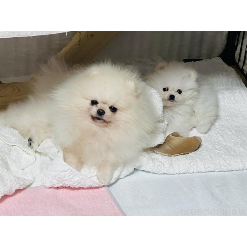 販売中の埼玉県のポメラニアン-429626の12枚目