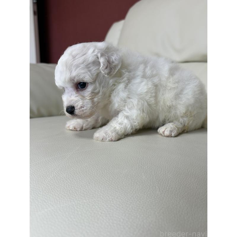 販売中の滋賀県のビションフリーゼ-440269の4枚目