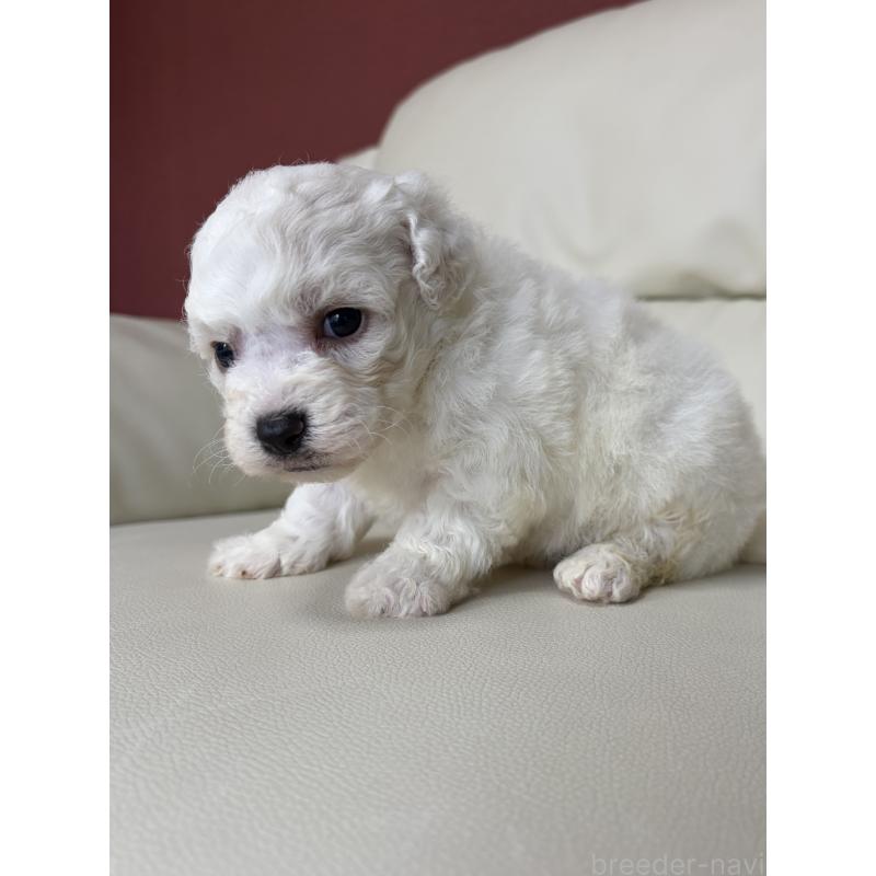 販売中の滋賀県のビションフリーゼ-440269の3枚目