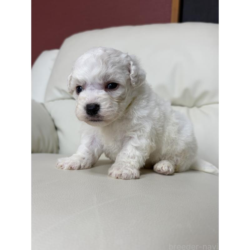 販売中の滋賀県のビションフリーゼ-440269の2枚目