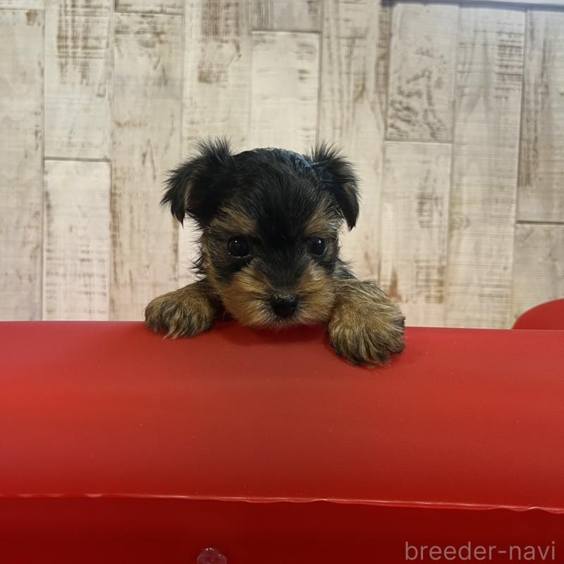 販売中の三重県のヨークシャーテリア-440267の6枚目