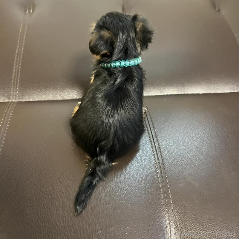 販売中の三重県のヨークシャーテリア-440267の4枚目