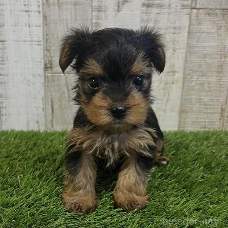 販売中の三重県のヨークシャーテリア-440267の3枚目