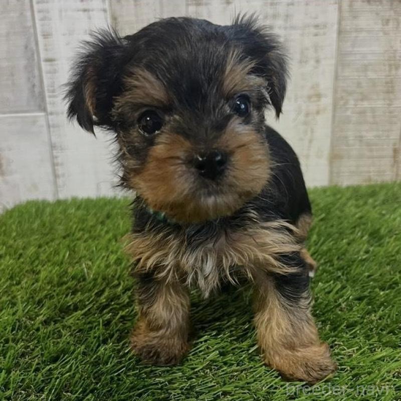 販売中の三重県のヨークシャーテリア-440267の2枚目