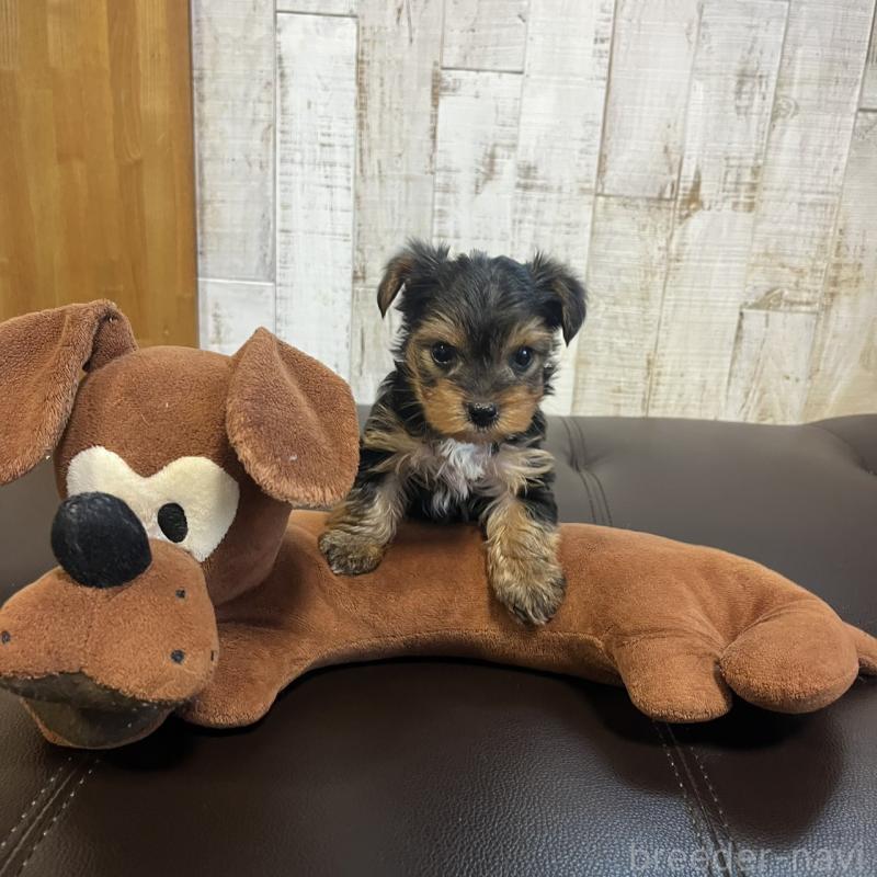 販売中の三重県のヨークシャーテリア-440268