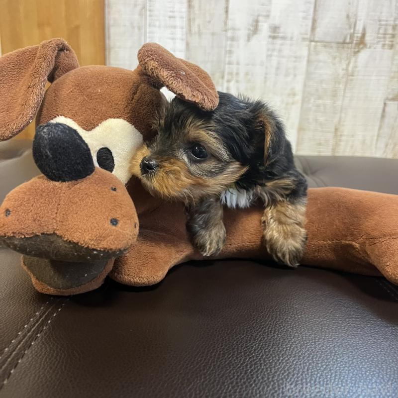 販売中の三重県のヨークシャーテリア-440268の6枚目