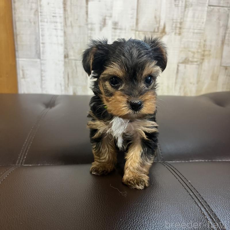 販売中の三重県のヨークシャーテリア-440268の5枚目