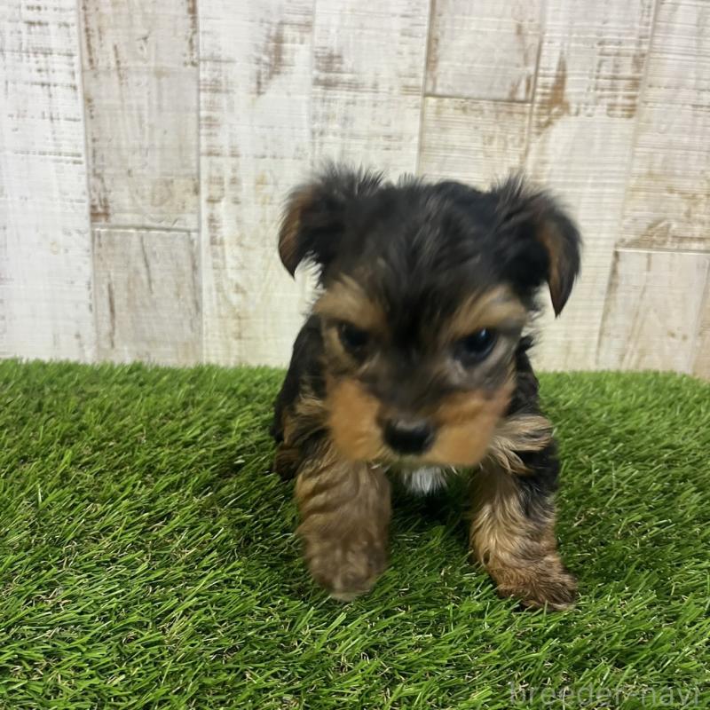 販売中の三重県のヨークシャーテリア-440268の4枚目