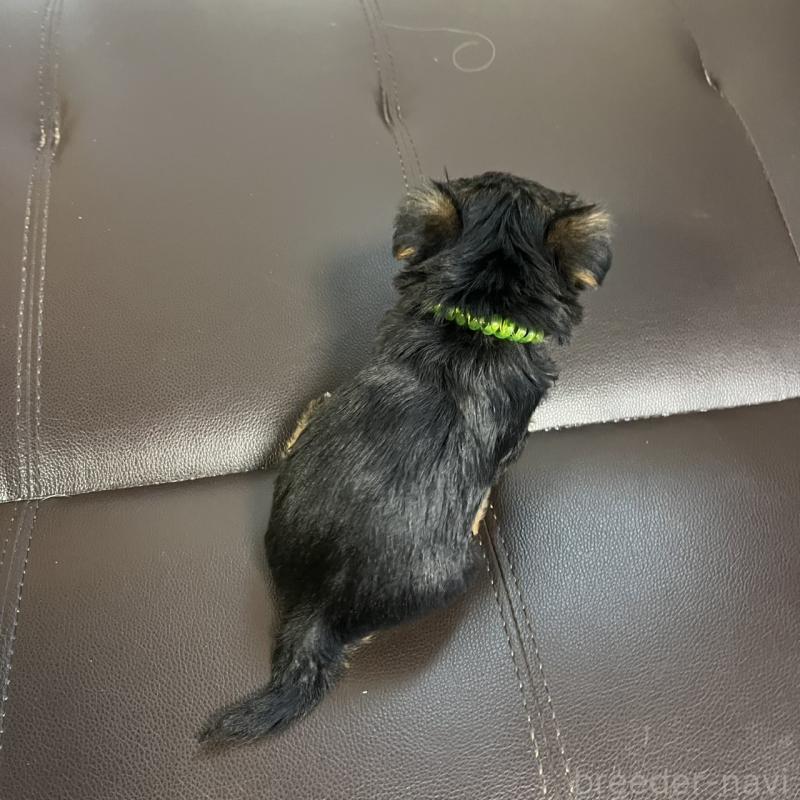 販売中の三重県のヨークシャーテリア-440268の3枚目