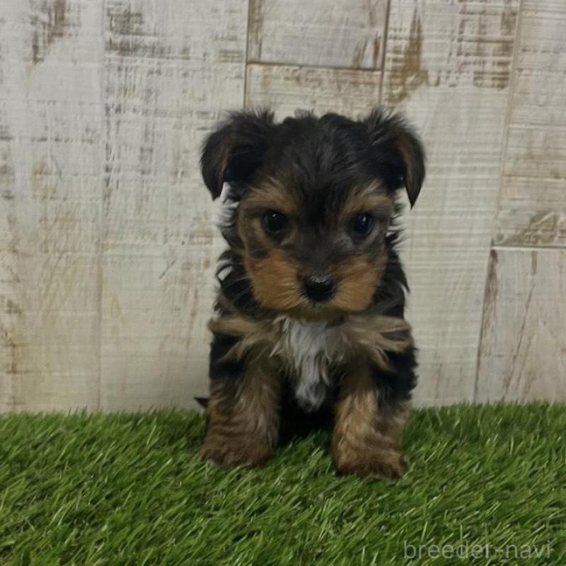 販売中の三重県のヨークシャーテリア-440268の2枚目