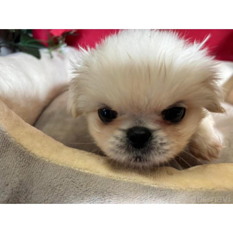 販売中の愛知県のペキニーズ-440219