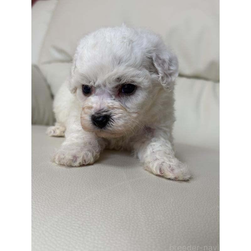 販売中の滋賀県のビションフリーゼ-440272の9枚目