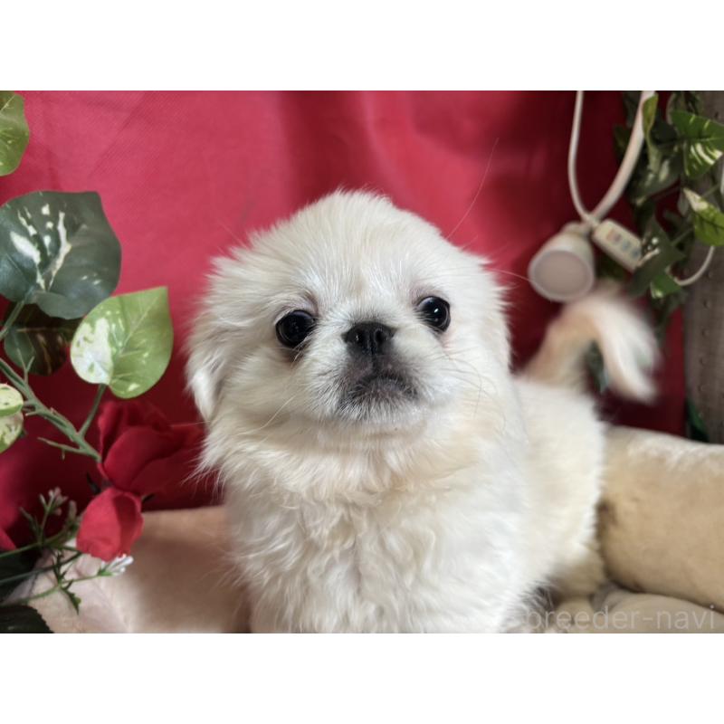 販売中の愛知県のペキニーズ-440271