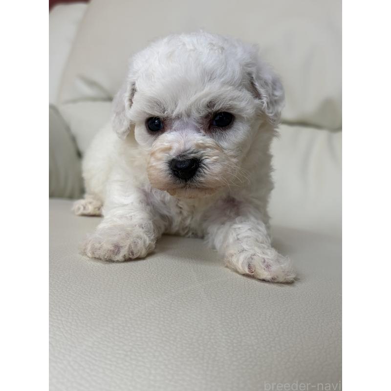 販売中の滋賀県のビションフリーゼ-440272の8枚目