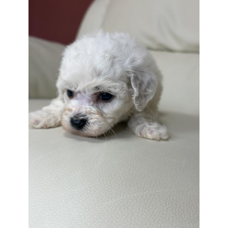 販売中の滋賀県のビションフリーゼ-440272の7枚目