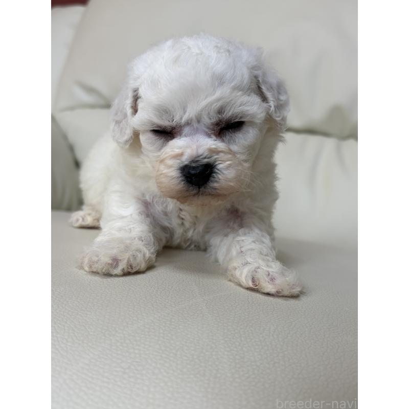 販売中の滋賀県のビションフリーゼ-440272の5枚目