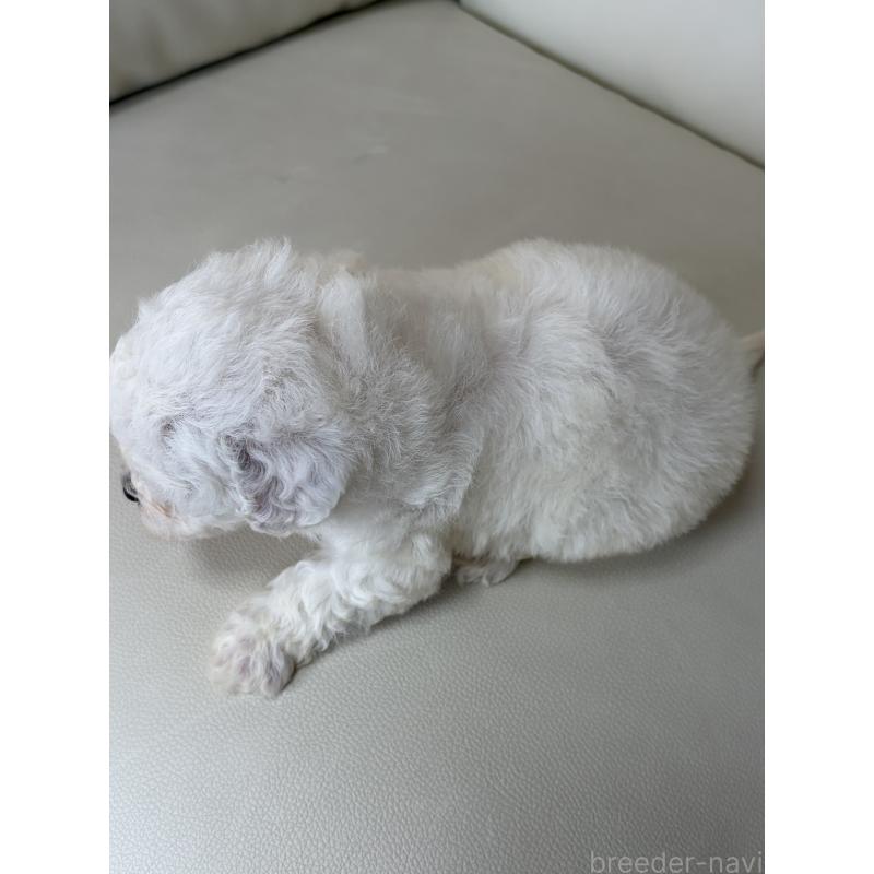 販売中の滋賀県のビションフリーゼ-440272の4枚目