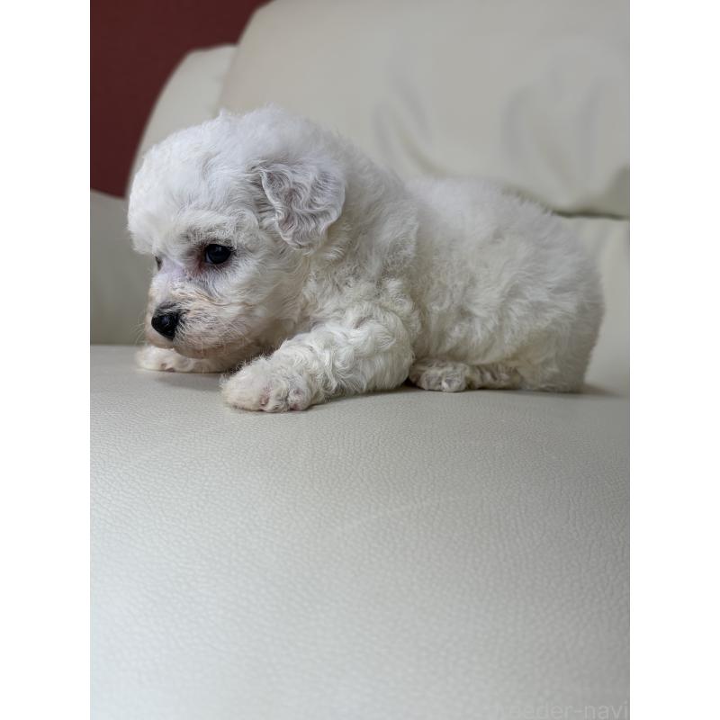 販売中の滋賀県のビションフリーゼ-440272の3枚目