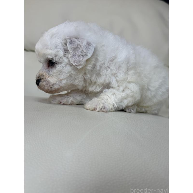 販売中の滋賀県のビションフリーゼ-440272の2枚目