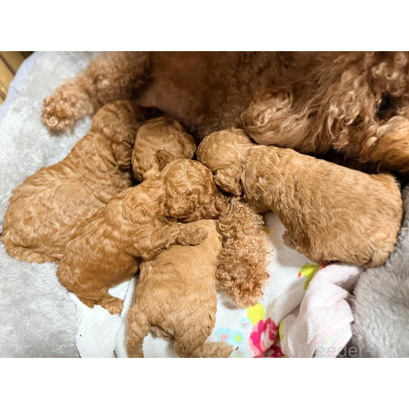 販売中の山形県のトイプードル-440275の5枚目