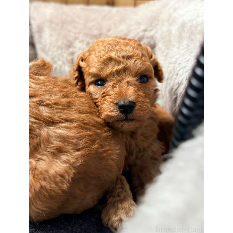 販売中の山形県のトイプードル-440275の4枚目