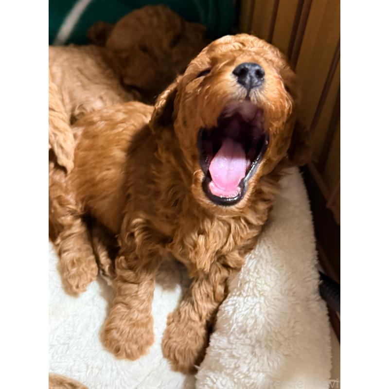 販売中の山形県のトイプードル-440275の3枚目