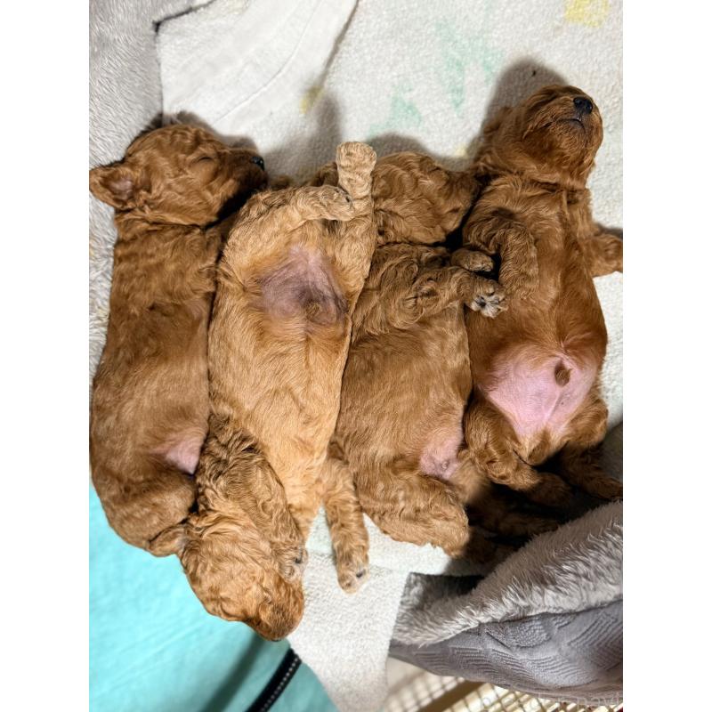 販売中の山形県のトイプードル-440275の2枚目