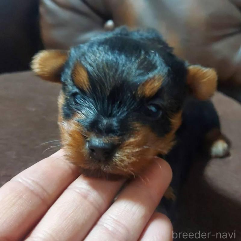 販売中の新潟県のヨークシャーテリア-440273の1枚目