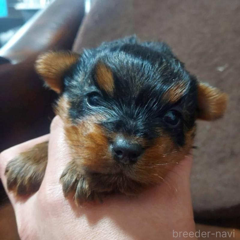 販売中の新潟県のヨークシャーテリア-440273の4枚目