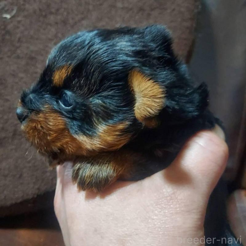 販売中の新潟県のヨークシャーテリア-440273の3枚目