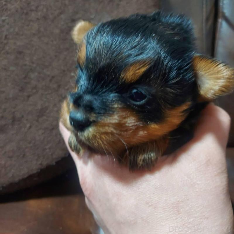 販売中の新潟県のヨークシャーテリア-440273の2枚目