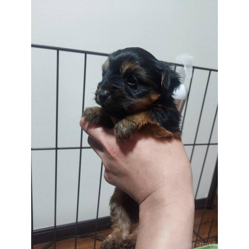 販売中の新潟県のヨークシャーテリア-440274の4枚目