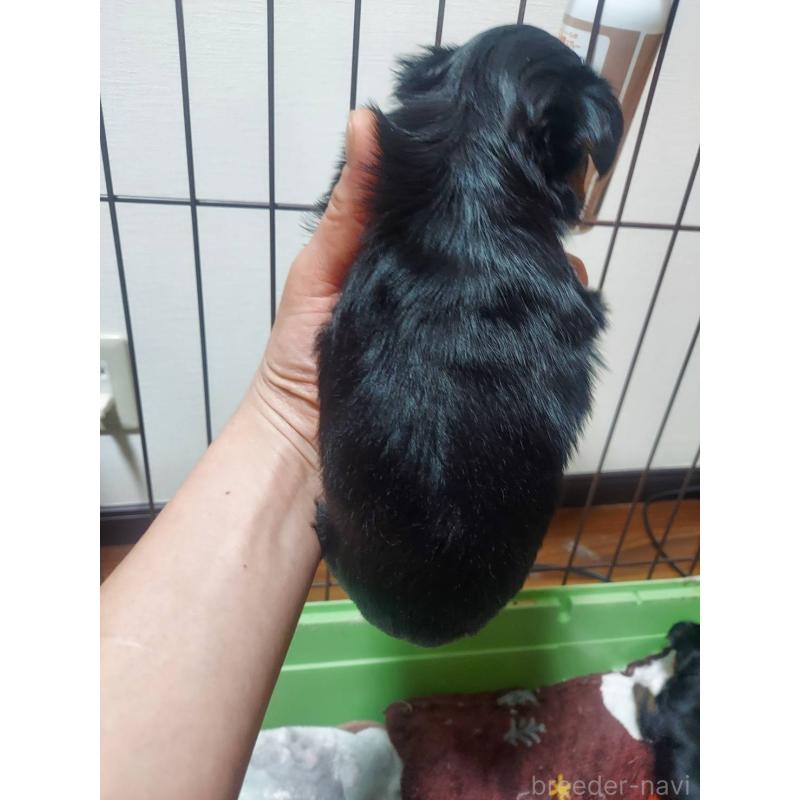 販売中の新潟県のヨークシャーテリア-440274の3枚目