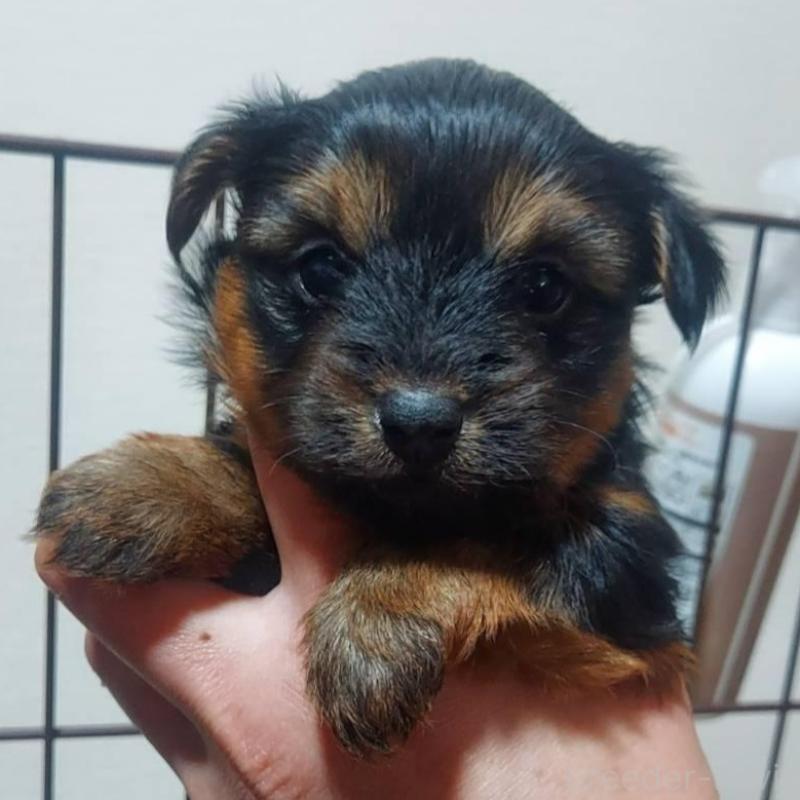 販売中の新潟県のヨークシャーテリア-440274の1枚目