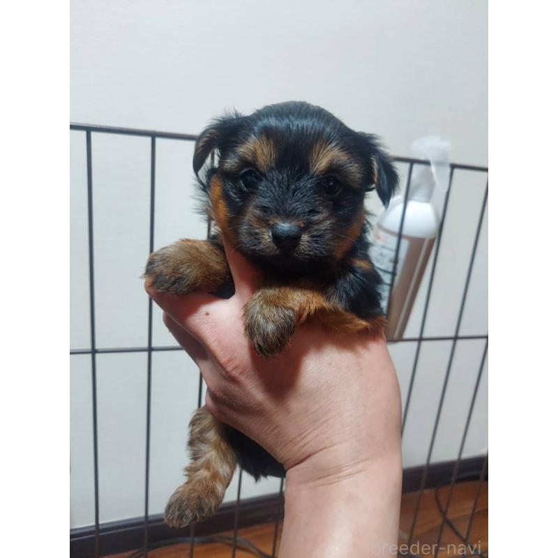 販売中の新潟県のヨークシャーテリア-440274の2枚目