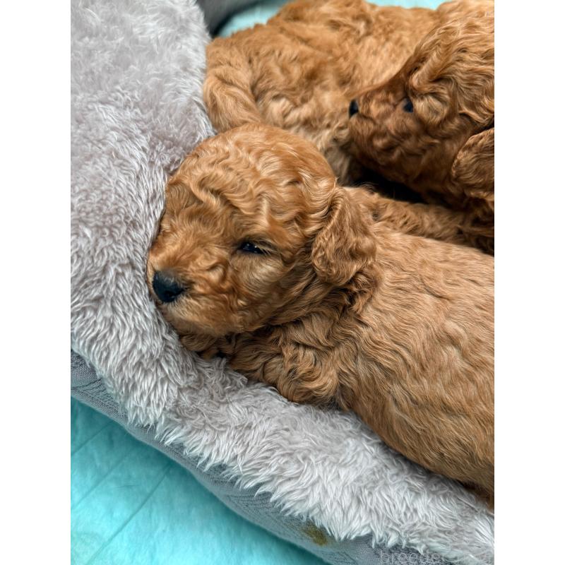 販売中の山形県のトイプードル-440278の5枚目