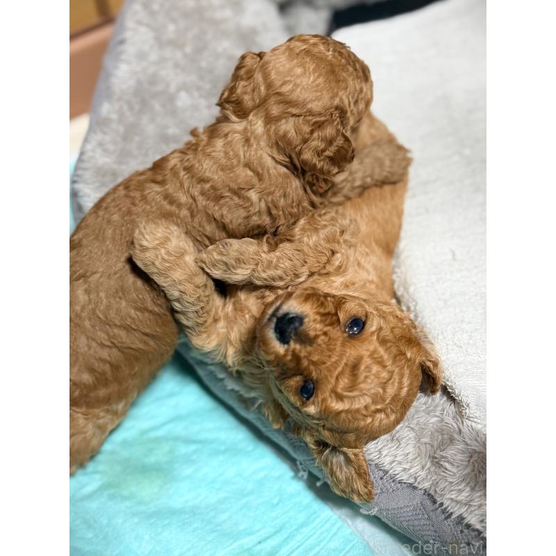 販売中の山形県のトイプードル-440278の4枚目