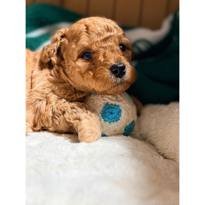 販売中の山形県のトイプードル-440278の3枚目