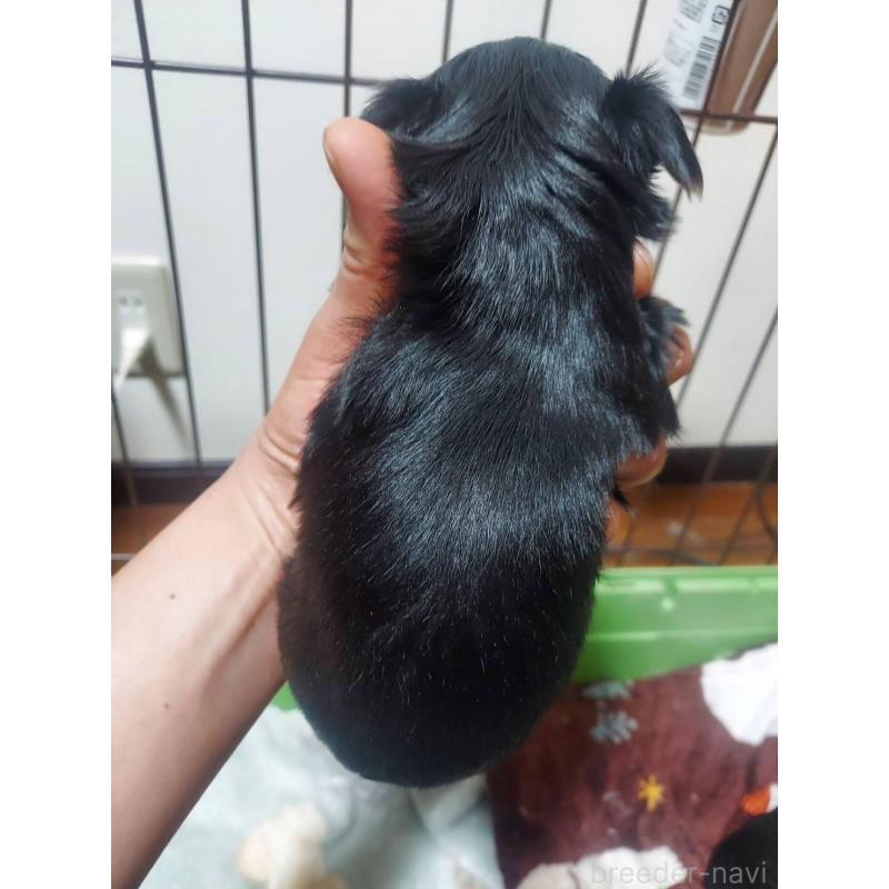 販売中の新潟県のヨークシャーテリア-440276の4枚目