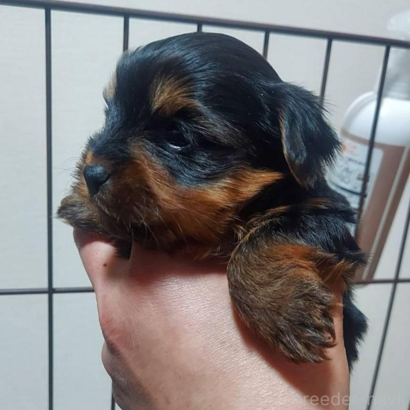 販売中の新潟県のヨークシャーテリア-440276の3枚目